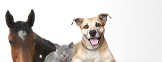 Tierarztpraxis Seidel in P�wesin - Pferde - Kleintiere - Nutztiere